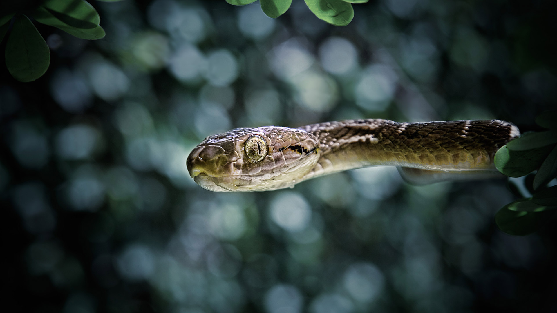 Snakes of Bali