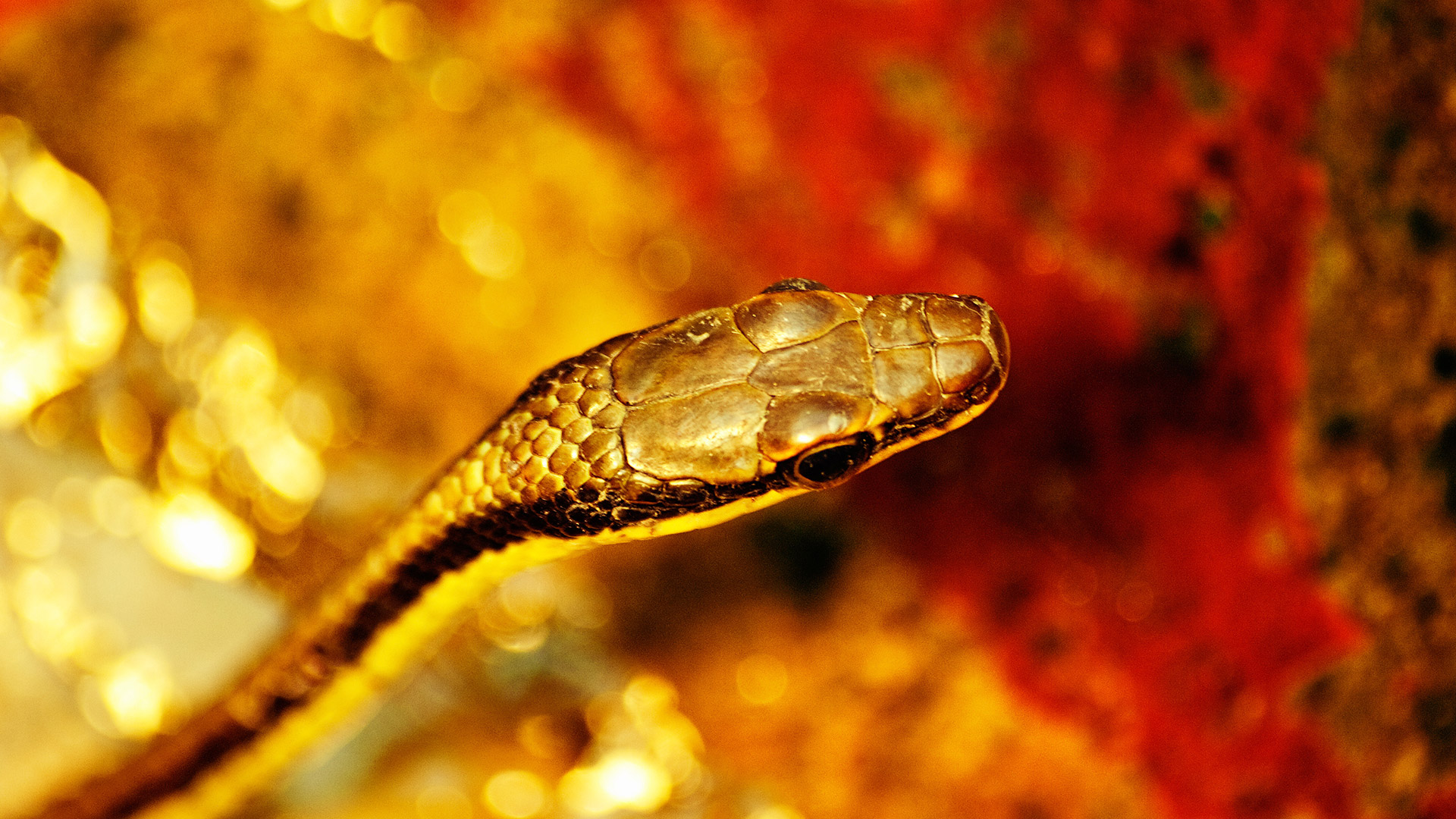 Snakes of Bali