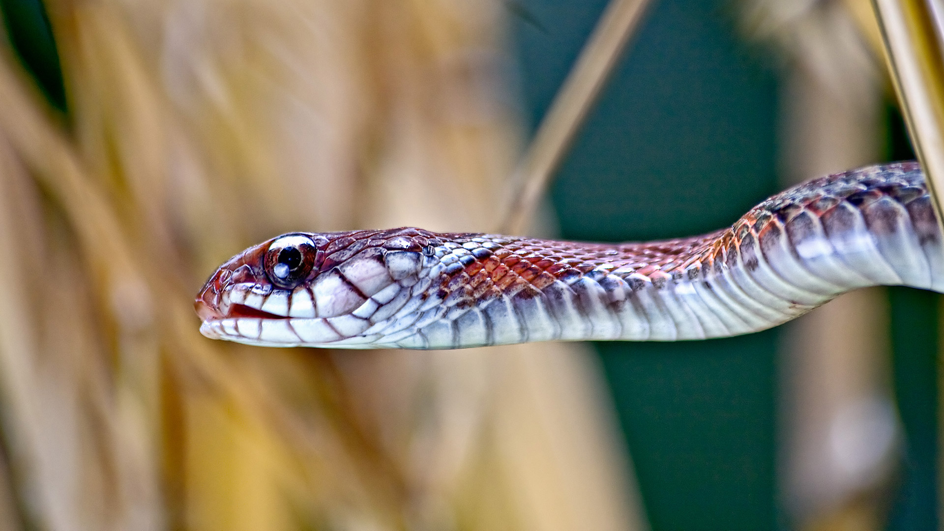 Snakes of Bali