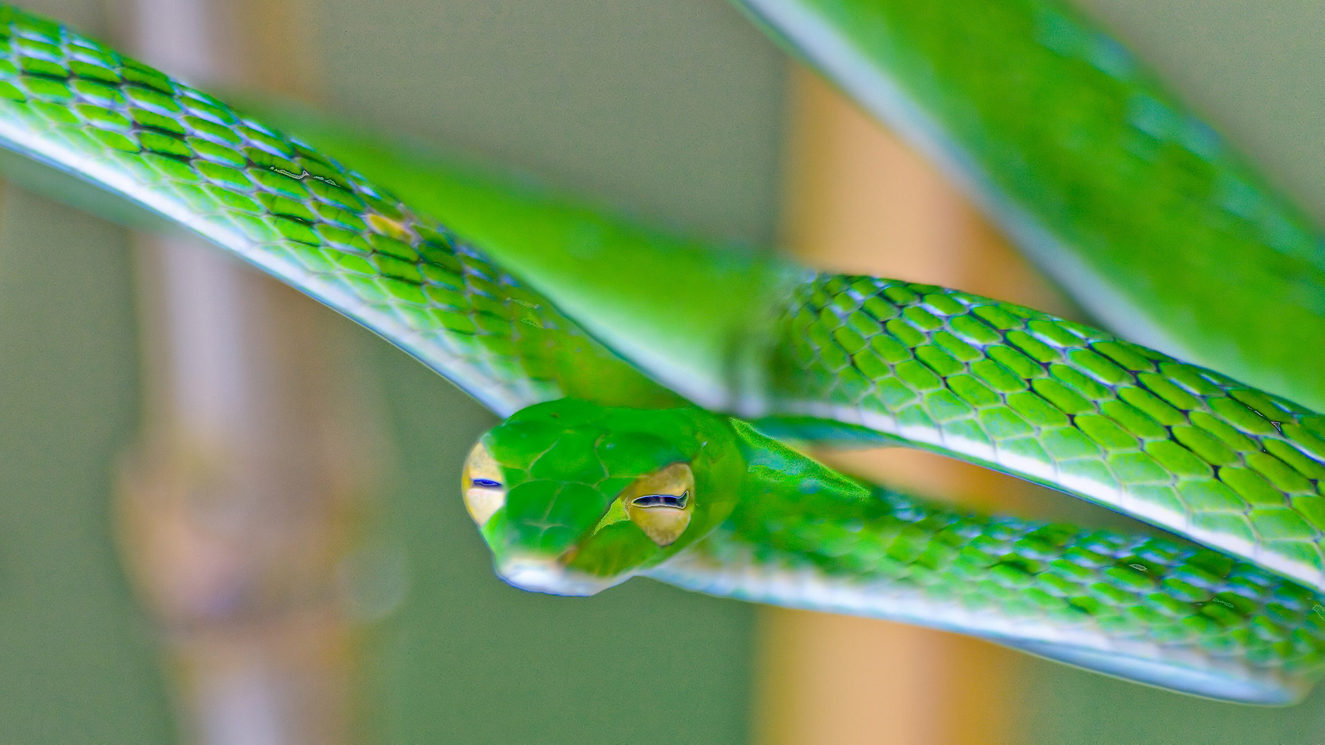 Snakes of Bali