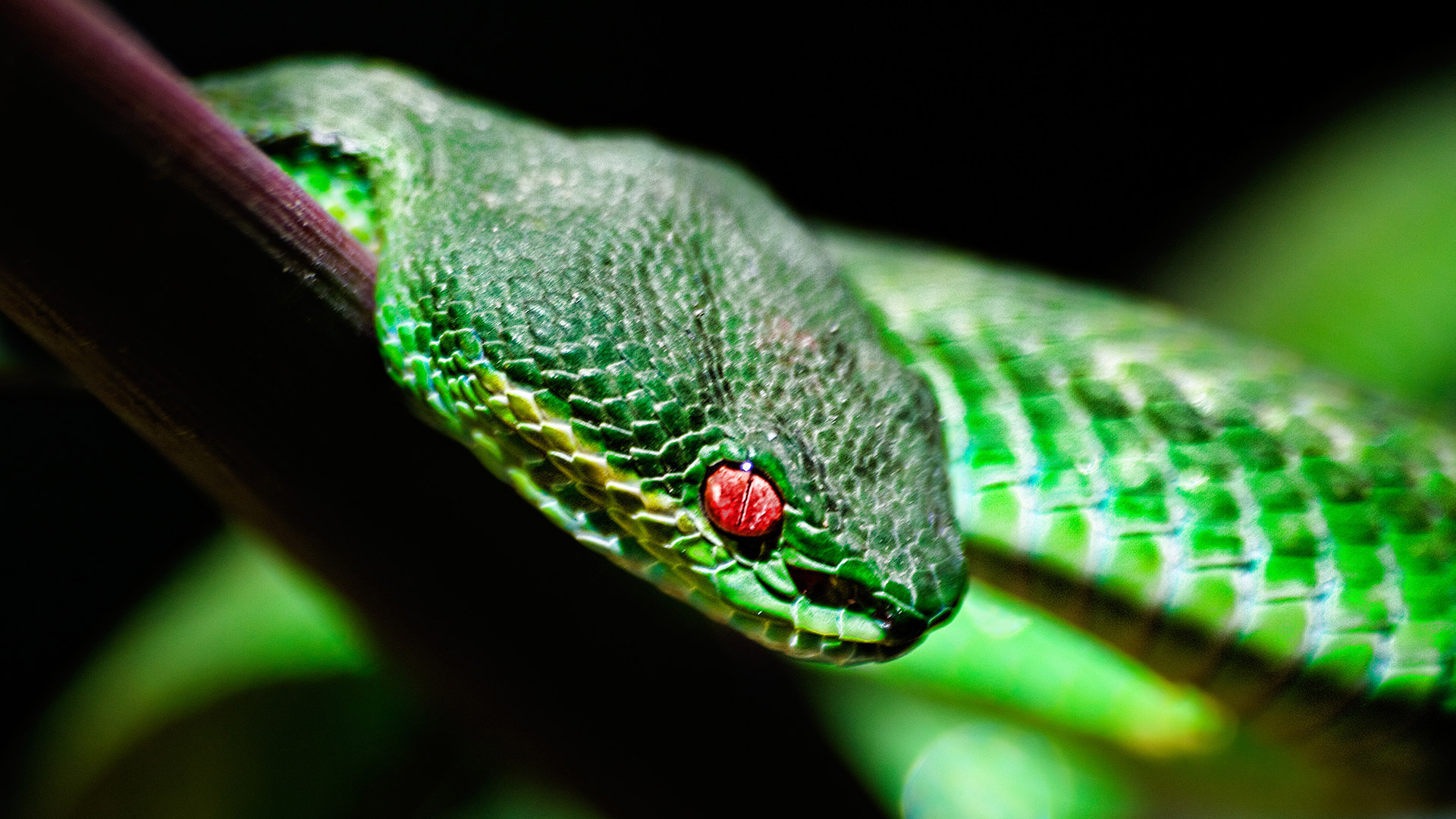 Большие зеленые змеи. Куфия Шлегеля. Зеленая куфия. Черная куфия змея. Красная куфия змея.
