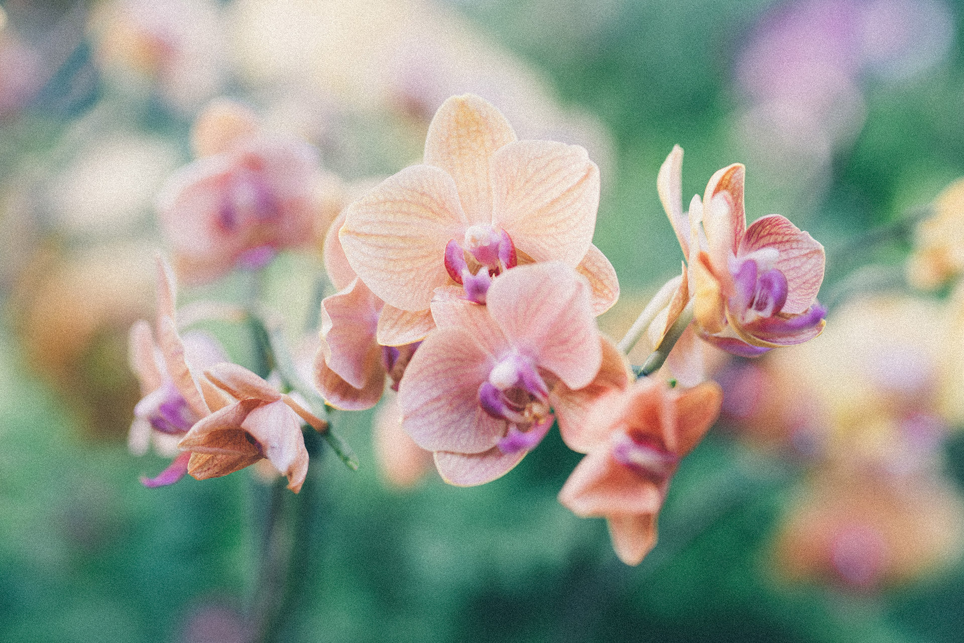 Orchids in Vietnam by DOMINIK PHOTOGRAPHY