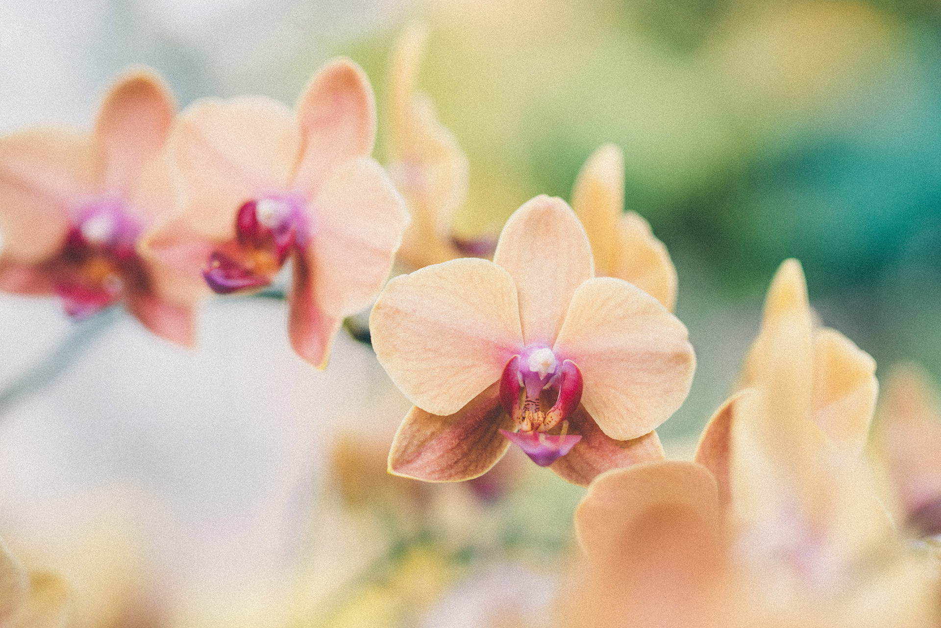 Orchids in Vietnam by DOMINIK PHOTOGRAPHY