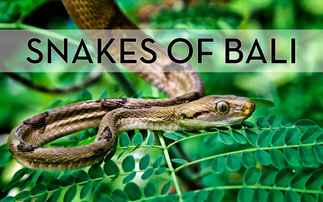 Snakes of Bali